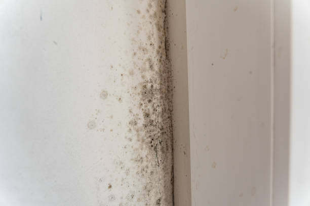 Best Black Mold Removal  in Eaton, OH